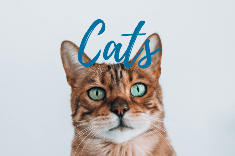 Writing about cats